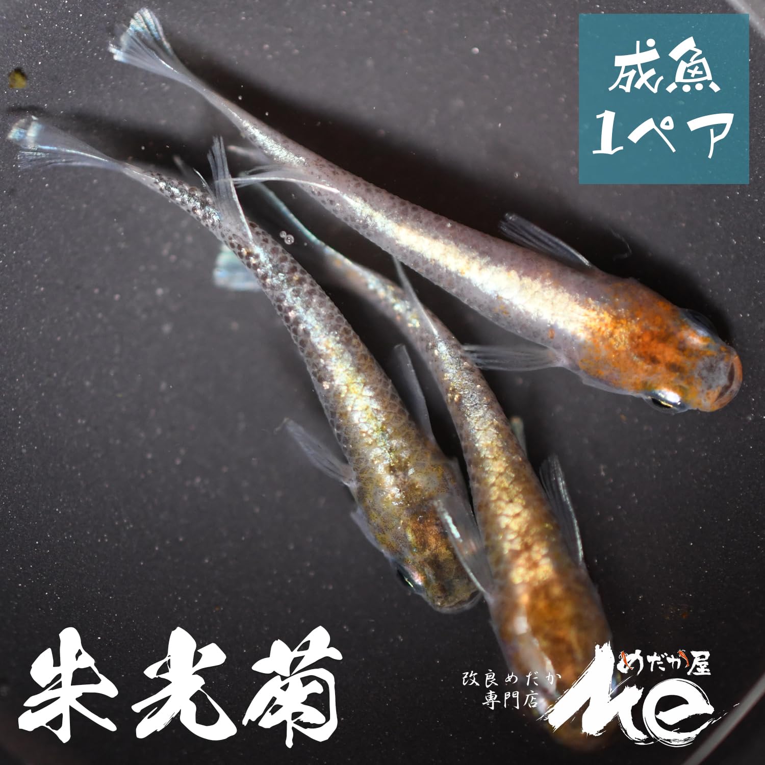 Amazon | めだか屋Me 朱光菊 メダカ 成魚 オス メス ペア 生体 ロング